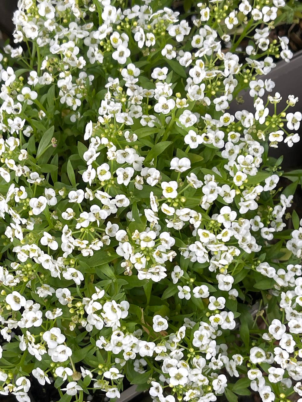 Lobularia maritima 'Easy Breezy White' 