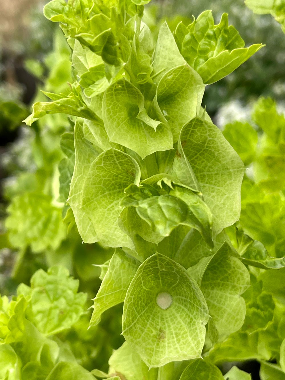 Molucella laevis
