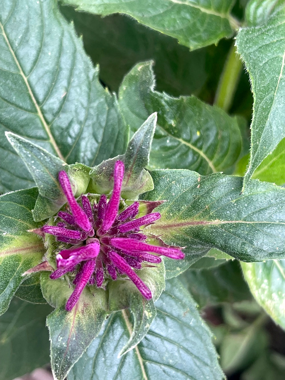 Monarda didmyma 
'Balmy Purple'