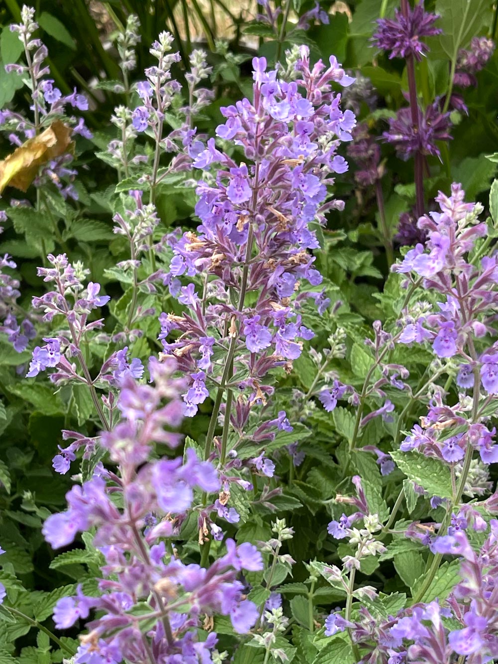 Nepeta 'Junior Walker' 