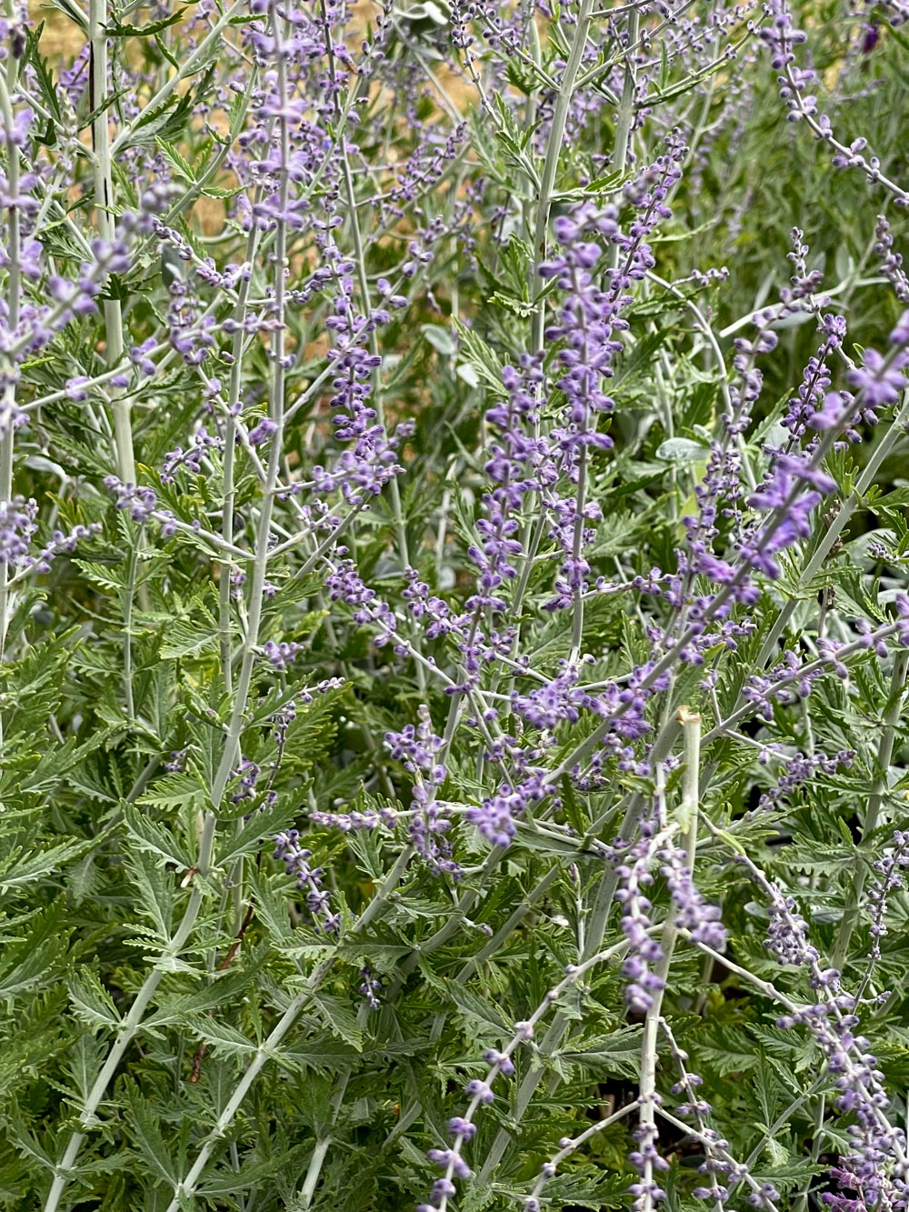Perovskia 'Blue Spire' 