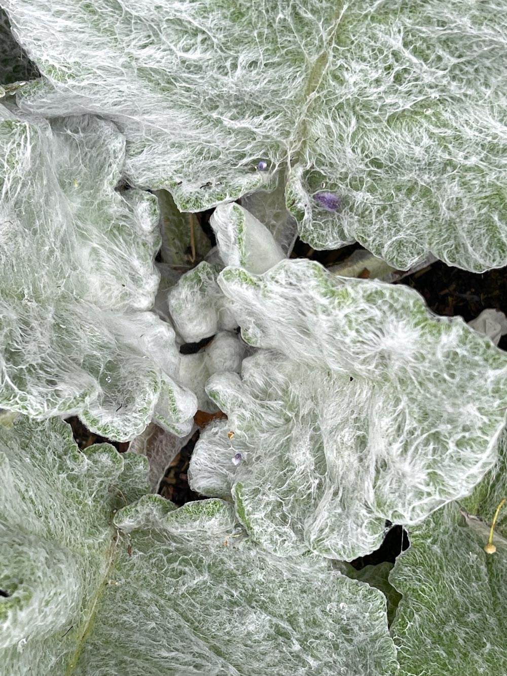Salvia argentea