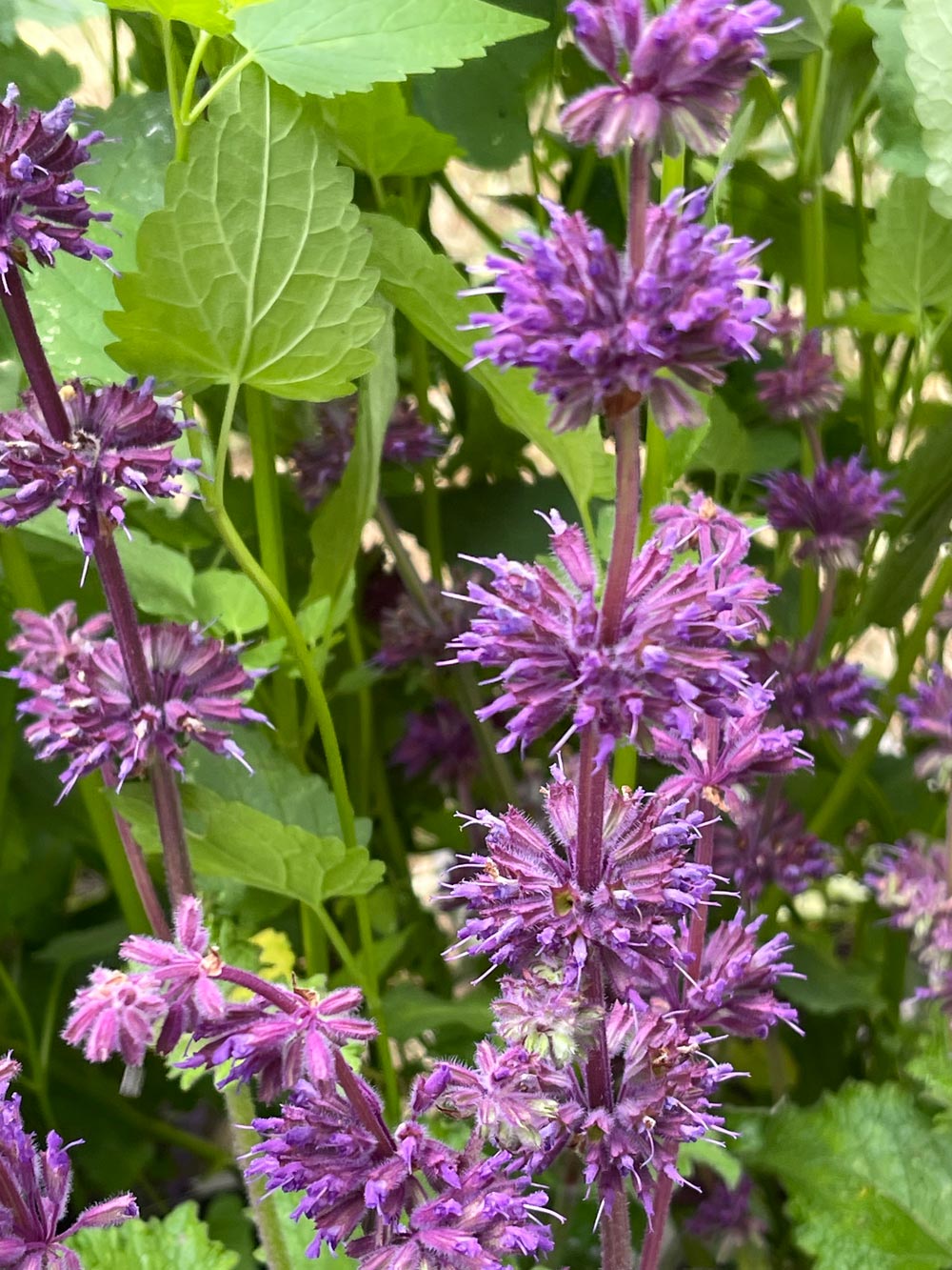Salvia vertilicata 'Purple Rain' 