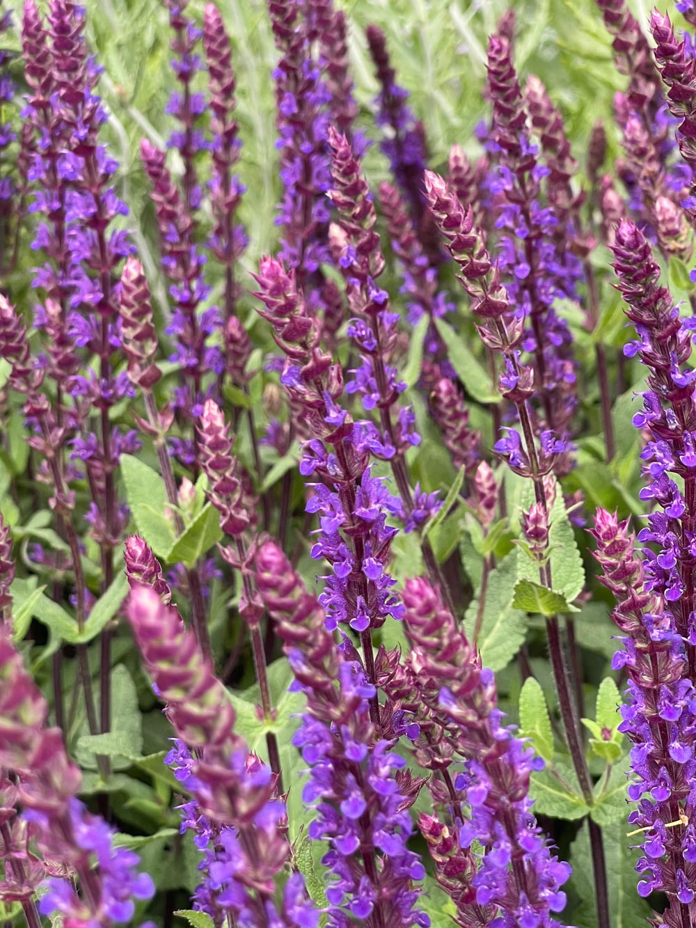 Salvia nemorosa 'Caradonna' 