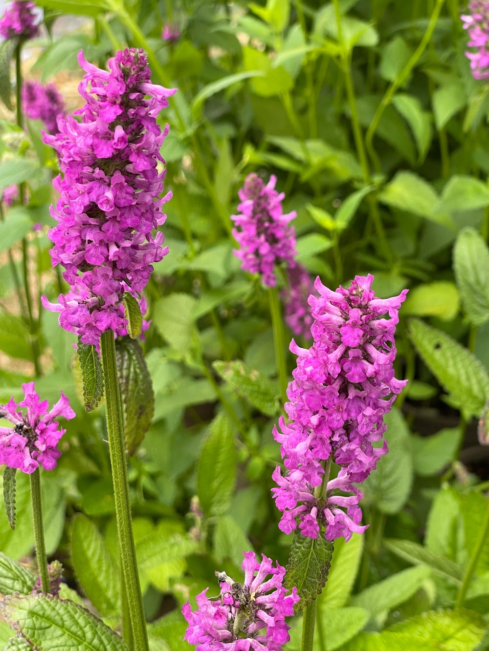 Stacchys monieri 'Hummelo' 