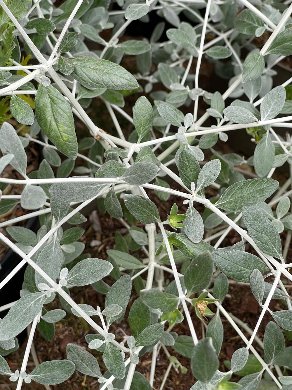 Teucrium fruticans �Azureum� 