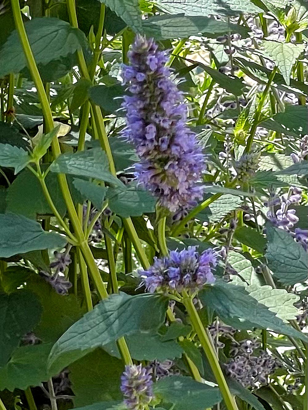 Agastache 'Black Adder' 