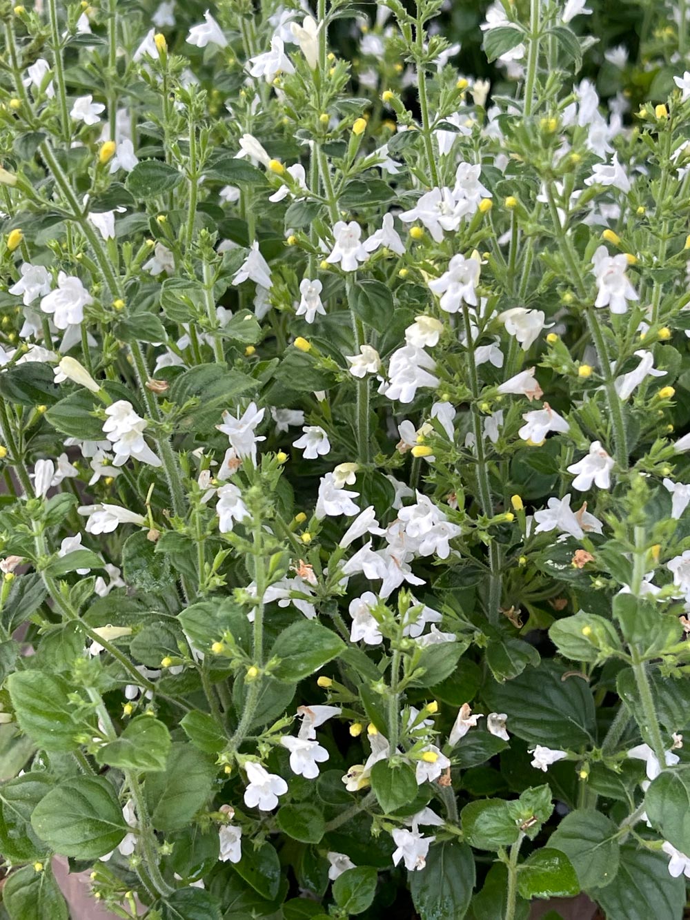 Calamintha nepeta 'Marvelette' 