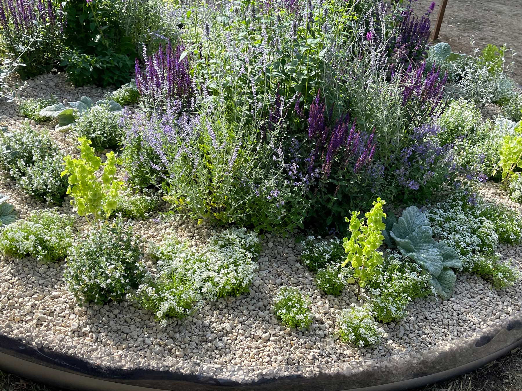 'Herbal Fortress' illustrates how Lamiaceae oils form protective 'halos' against bacteria in lab cultures.